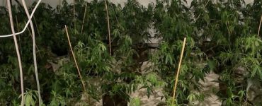 Marijuana cultivation, a doorway to Power theft?